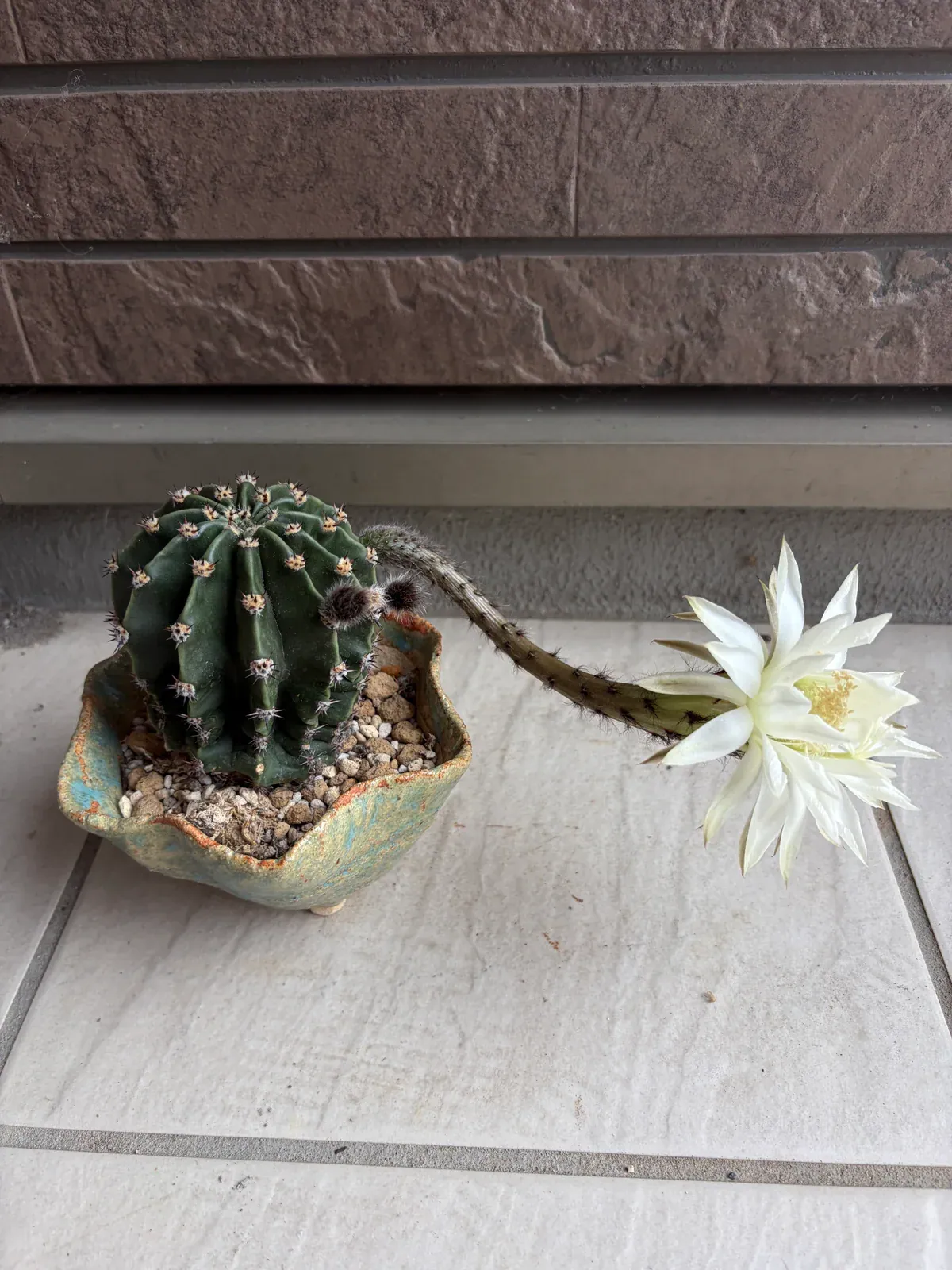 お客様からいただいたサボテン