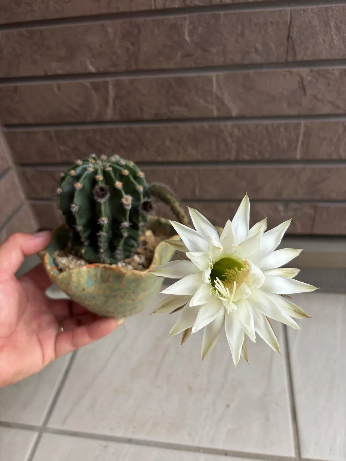 サボテンの花のアップ