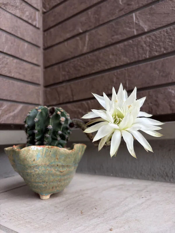 花を咲かせたサボテン